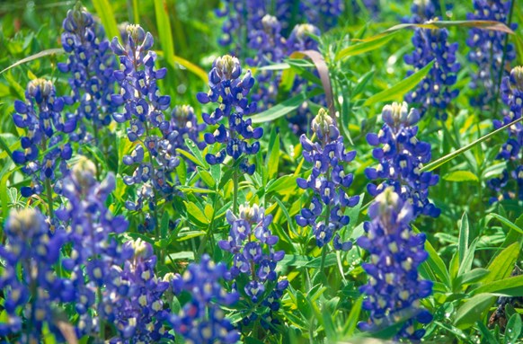 This image has an empty alt attribute; its file name is Blue-Bonnets-Steve-Moore_Tag_Hill-Country_Bluebonnets_Wildflowers.jpg